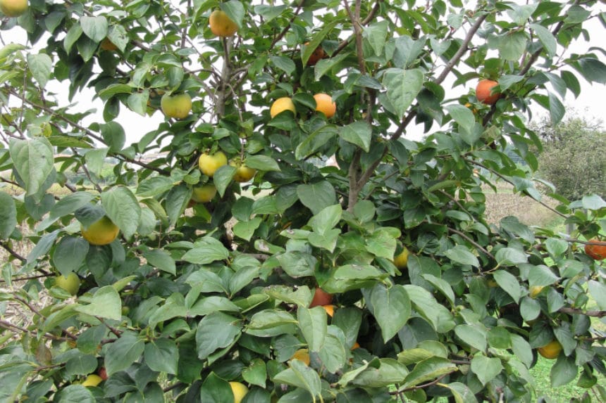 Persimmon Tree Facts And Top Tips