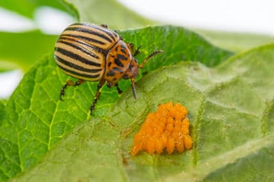 potato-bug-larvae