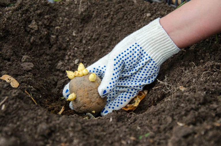 planting-sprouted-potatoes-is-easy-as-pie