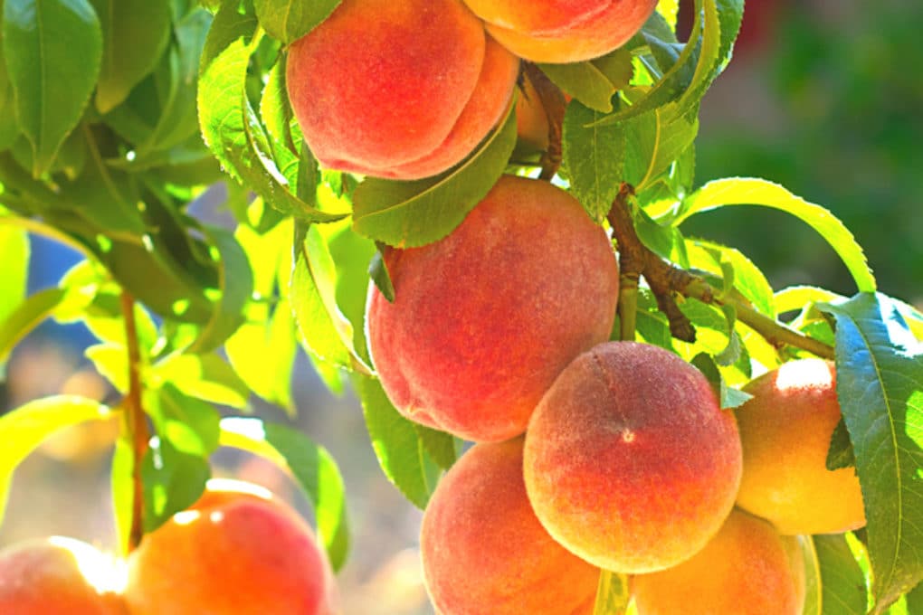 Where Do Peaches Grow? » Top Location Facts