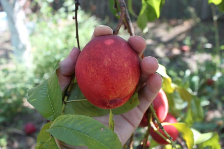 When to Pick Peaches » Top Harvesting Tips