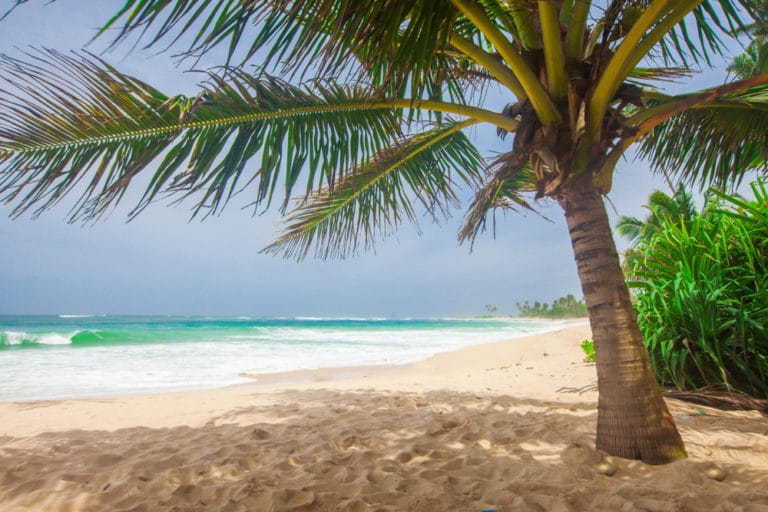 Do Coconuts Grow in Florida? » Yes They Do!