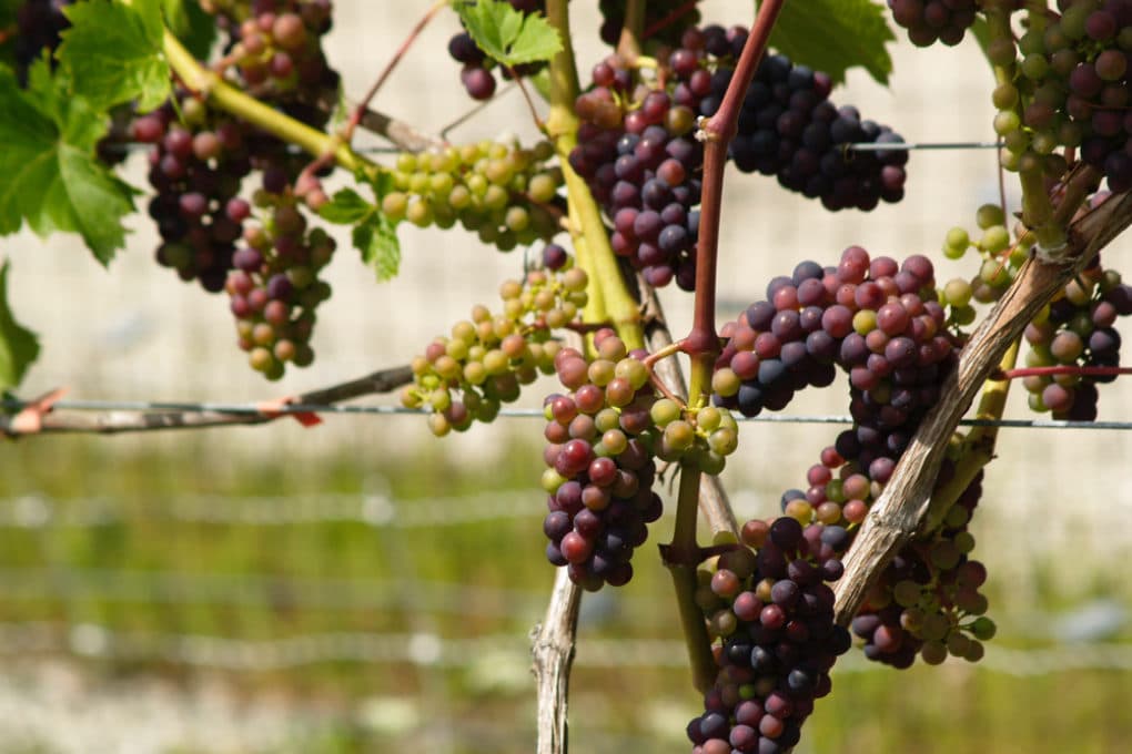 Where Do Grapes Grow? » Top Location Facts