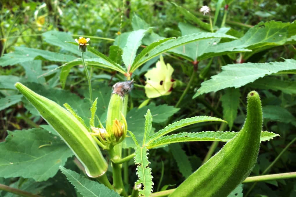 when to pick okra