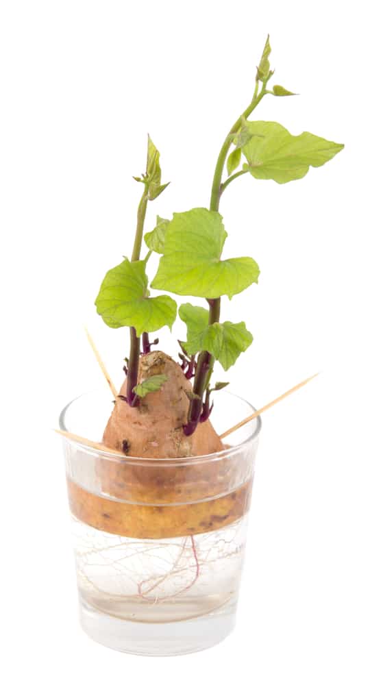 Growing Sweet Potatoes In Water Top Tips