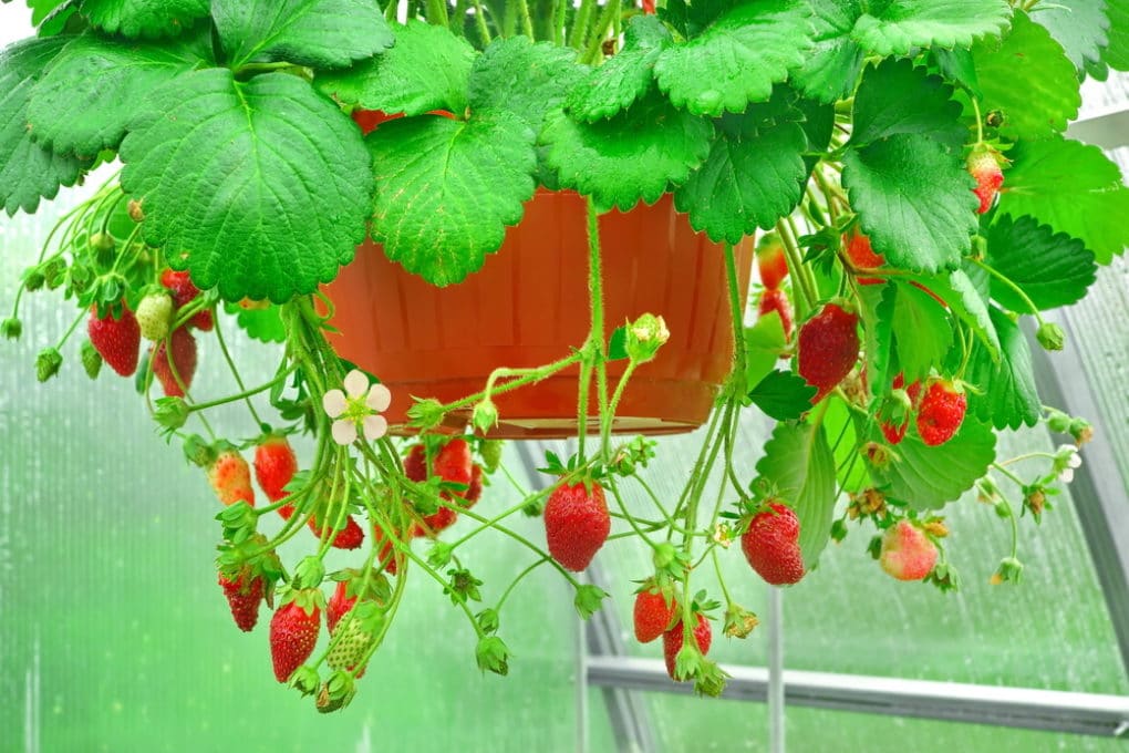 Best Way To Grow Strawberries In A Hanging Basket at Clyde Novak blog