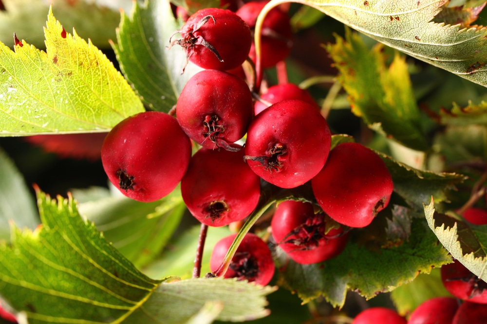 Hawthorn Tree Berries A Heart Healthy Harvest Garden eco