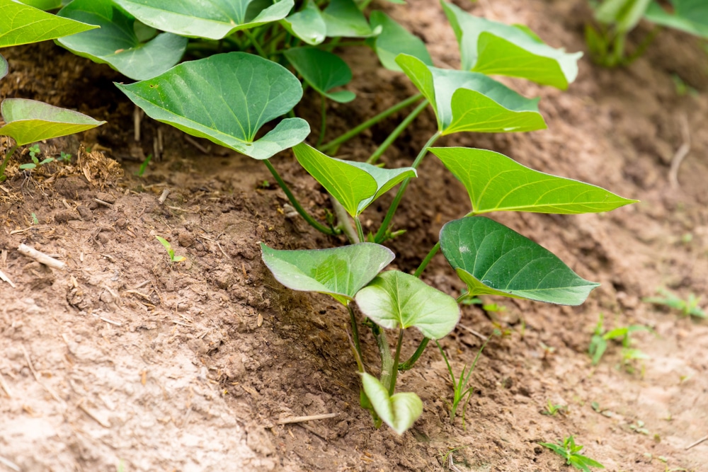 How Long Do Sweet Potatoes Take To Grow Garden eco