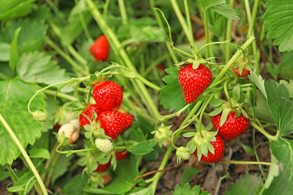 How Long Does it Take to Grow Strawberries? » Top Facts