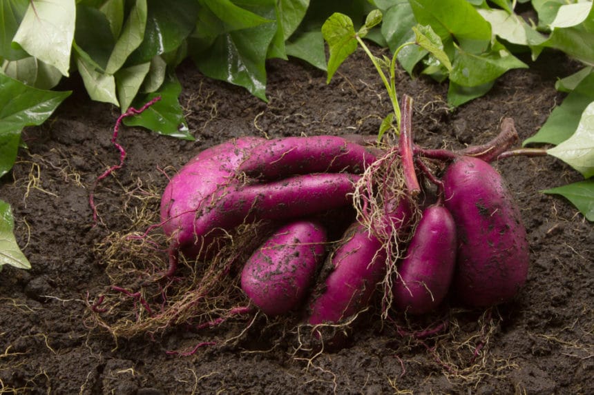 how-long-do-sweet-potatoes-take-to-grow-garden-eco