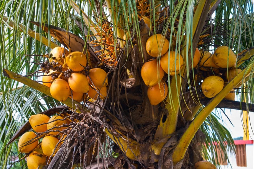 What Kind of Tree Do Coconuts Grow On? » Top Facts