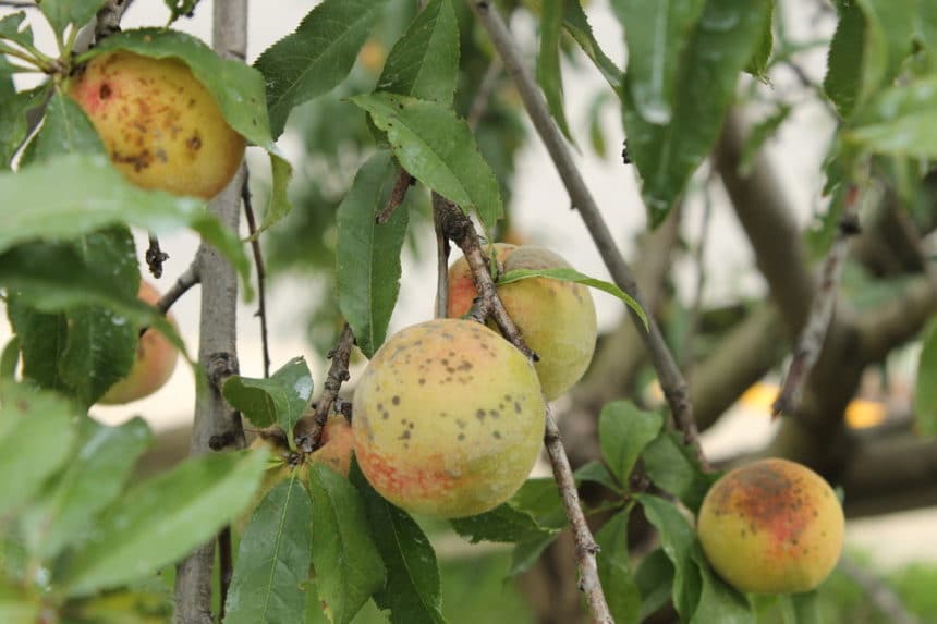 Peach Tree Diseases Identification And Control Tips