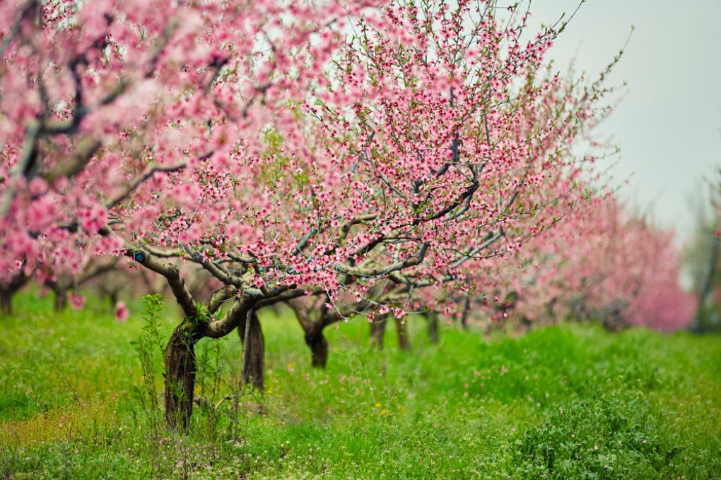 When to Fertilize Peach Trees » Top Tips