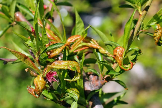 Peach Tree Diseases » Identification & Control Tips