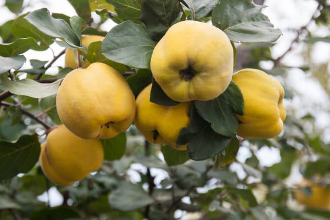 Quince Tree Problems » Top Identification & Control Tips