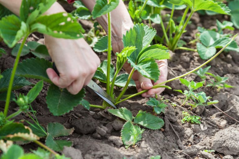 pruning-strawberries-top-trimming-tips