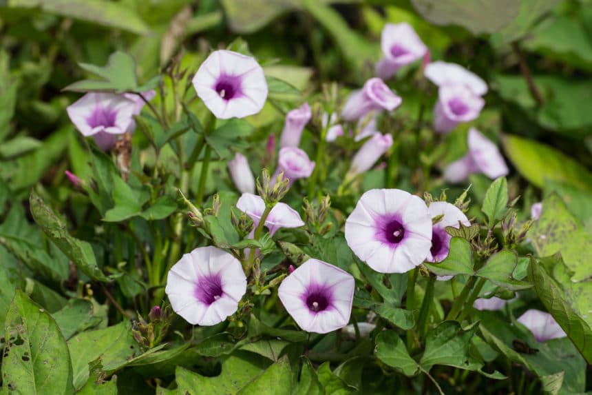 Sweet Potato Flowers: A Visual Guide to Identifying Them - PlantHD