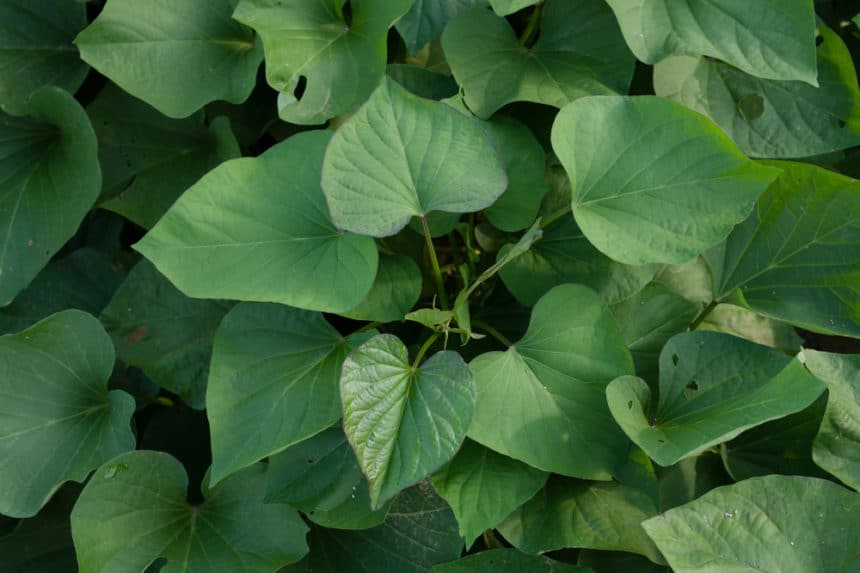 Sweet Potato Leaves » All The Facts