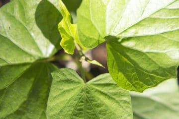 The Edible Sweet Potato Vine - Garden.eco