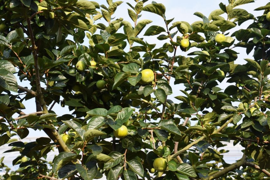 When Are Persimmons Ripe Top Tips And Facts