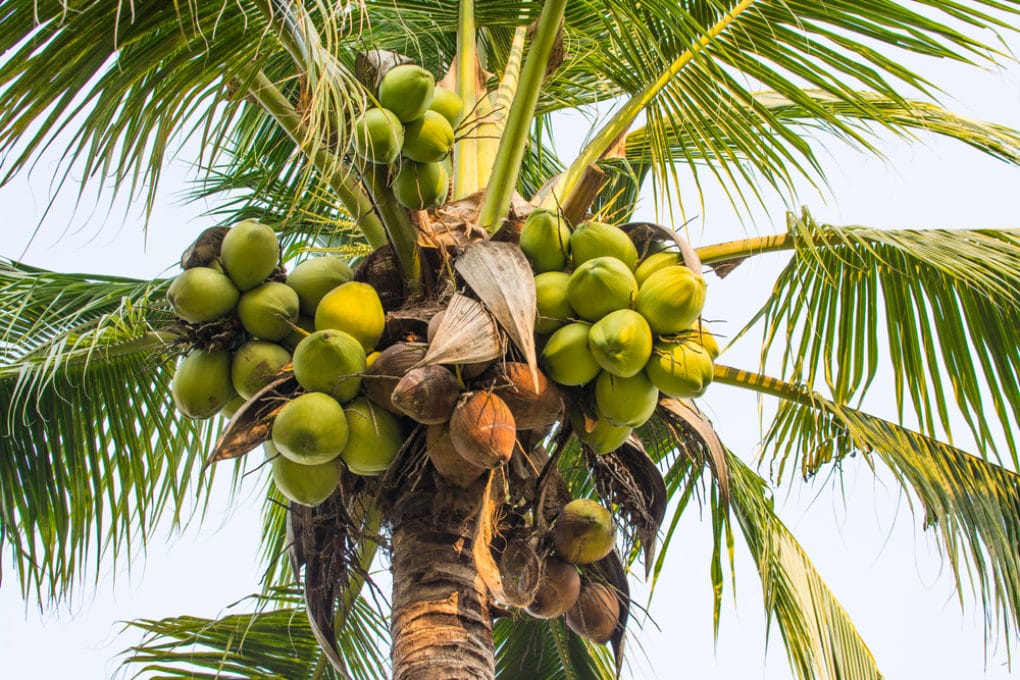 Do Palm Trees Have Coconuts