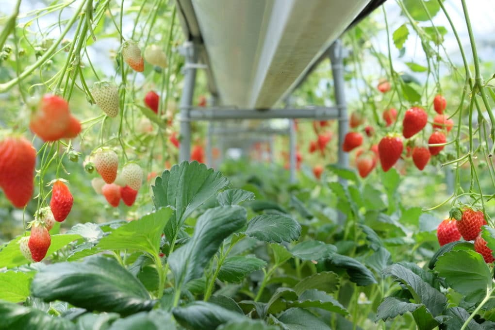 Strawberries in Water » Tips on Hydroponics