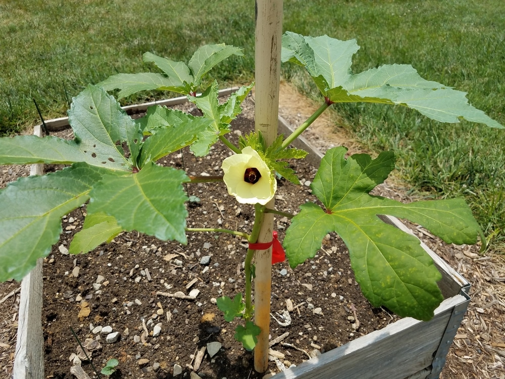 okra plant in container