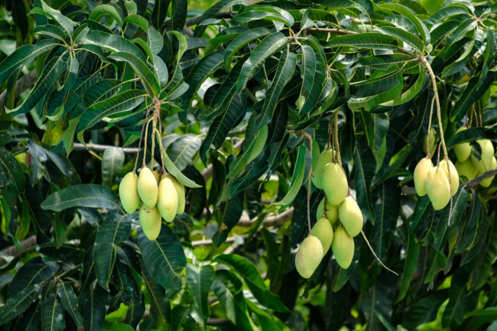 free-photo-mango-tree-food-green-health-free-download-jooinn