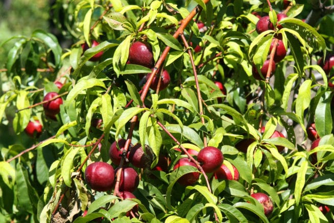 How To Grow Plums From Seed » Top Tips