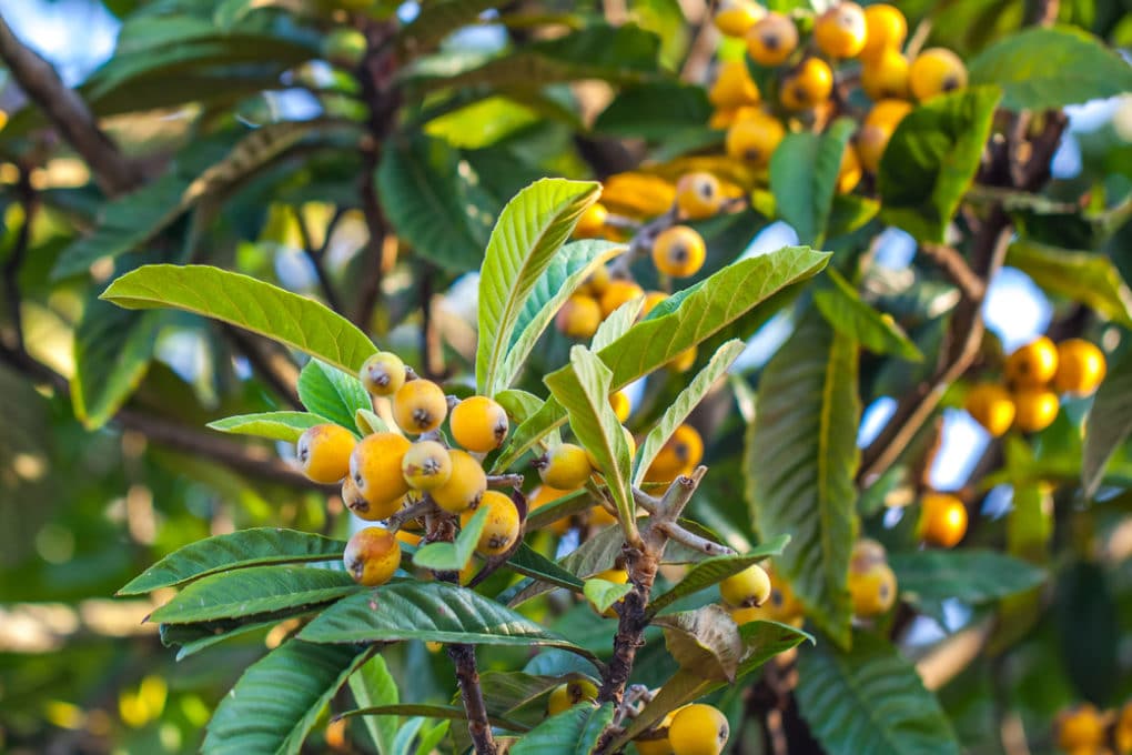 Loquat Trees In Texas Top Growing Tips