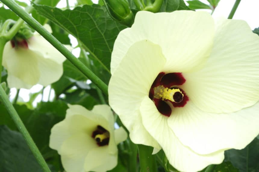 Okra Flowers Lovely in Your Garden or on Your Plate Garden.eco