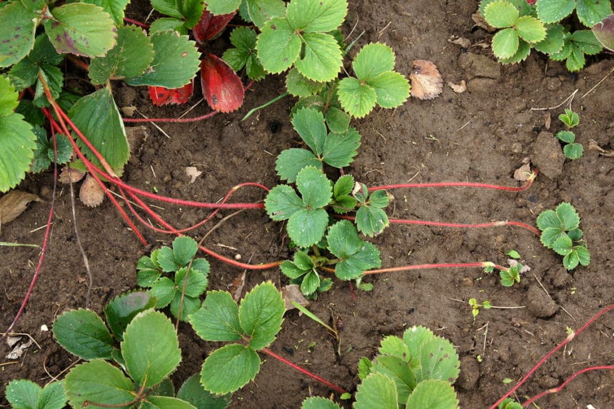 What Do Strawberry Plants Look Like? » Top Facts