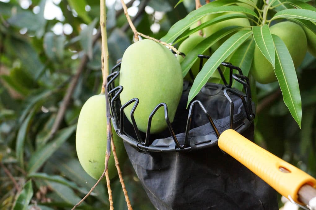 do-mangoes-grow-on-trees-top-facts