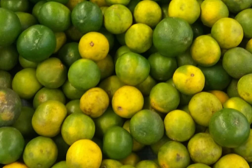 Do Limes Turn Yellow Top Facts And Tips