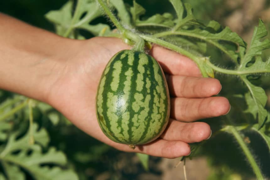 How Long Does Melon Take To Grow