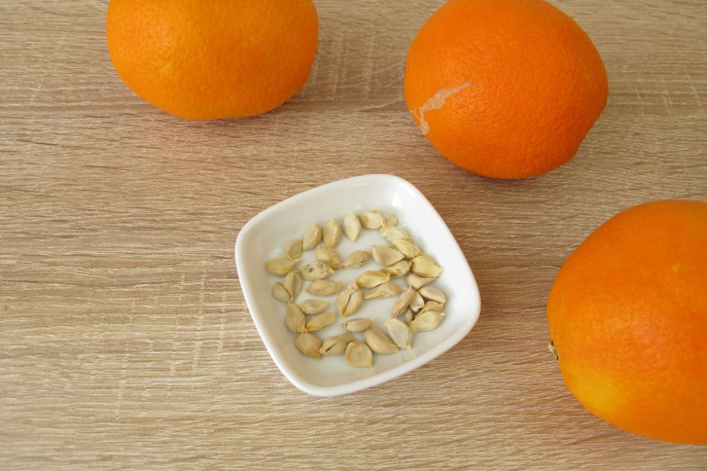 How to Plant Orange Seeds the Easy Way - Garden.eco