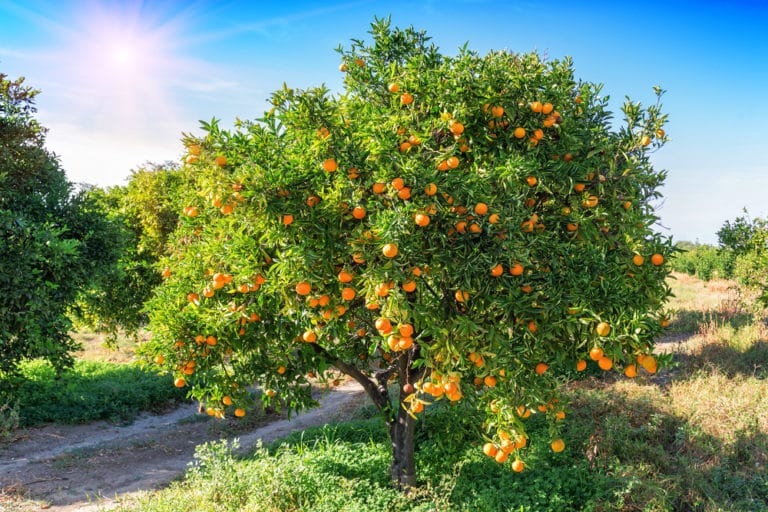 When Do Orange Trees Bloom? » Top Facts