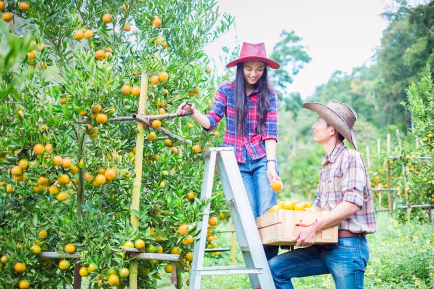 When are Oranges in Season? » Top Facts & Tips