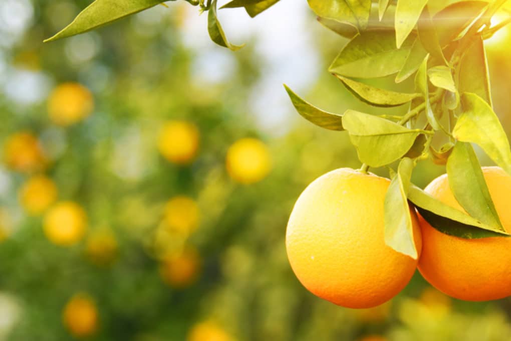 Do Orange Trees Have Thorns Top Facts