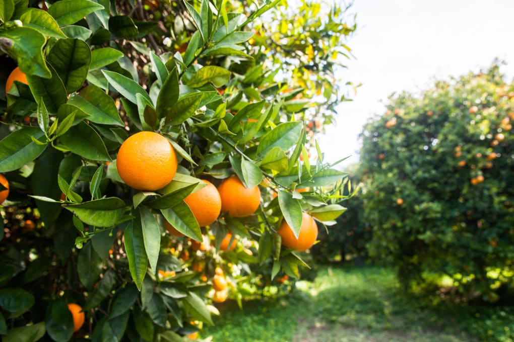 Where Do Oranges Grow Best? - Garden.eco