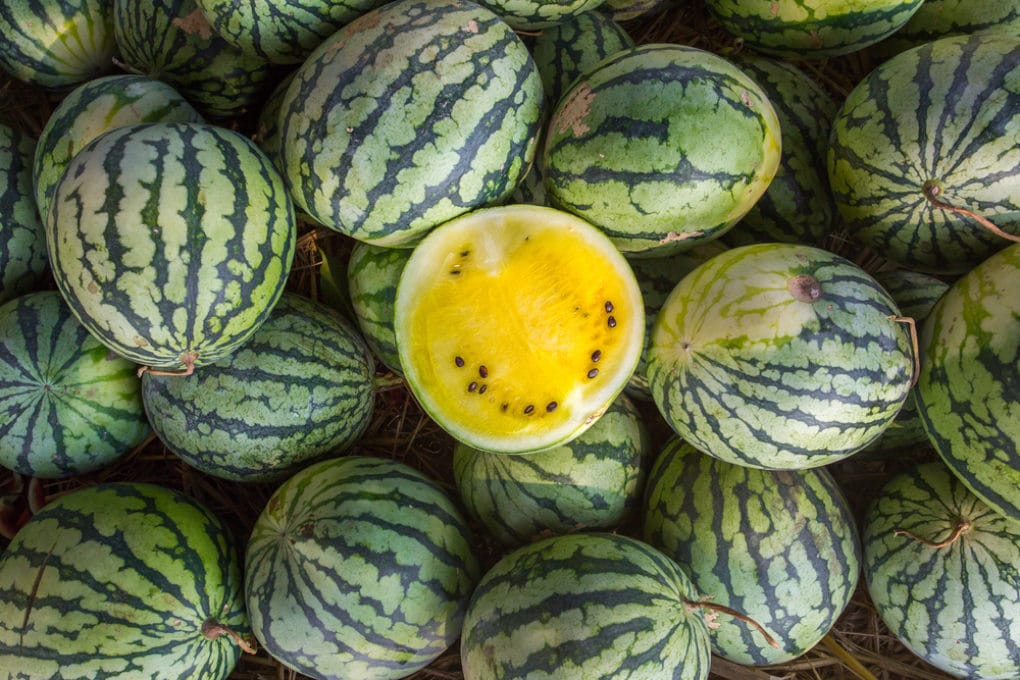 why-is-my-watermelon-yellow-tips-facts-on-yellow-watermelons