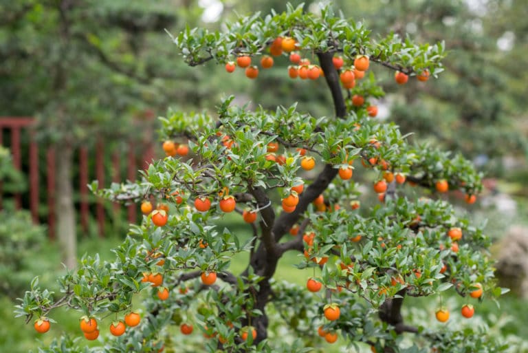 Do Orange Trees Have Thorns? » Top Facts