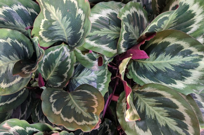 Calathea Plant Problems » Indentification & Prevention Tips