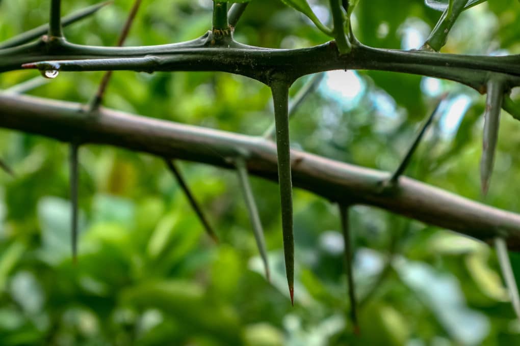 Why do plants have thorns information