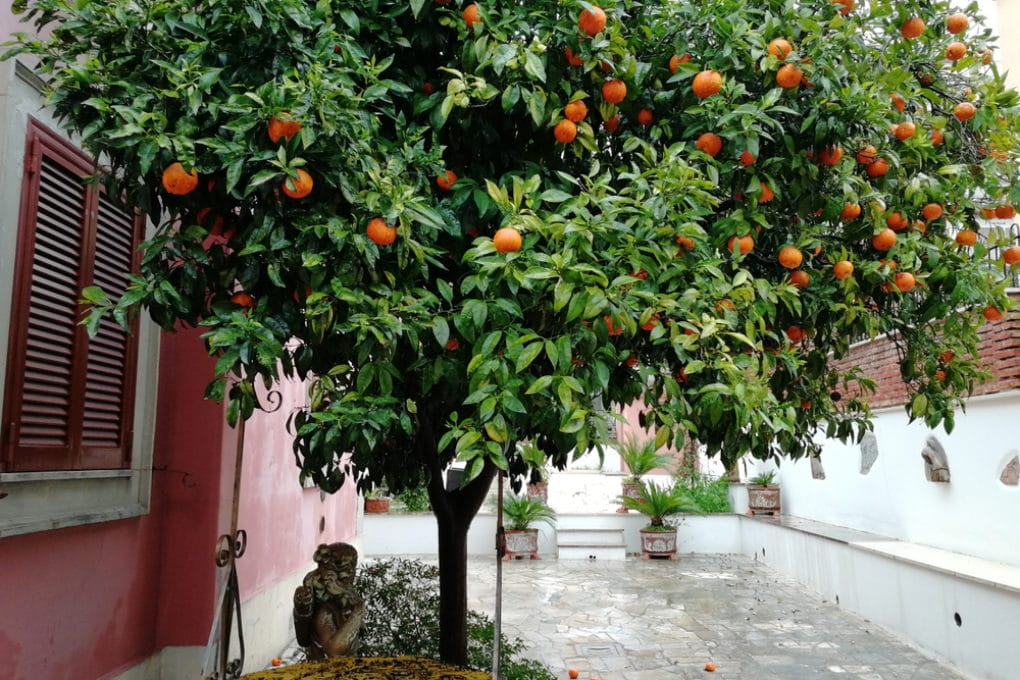 Where Do Oranges Grow Best? Garden.eco