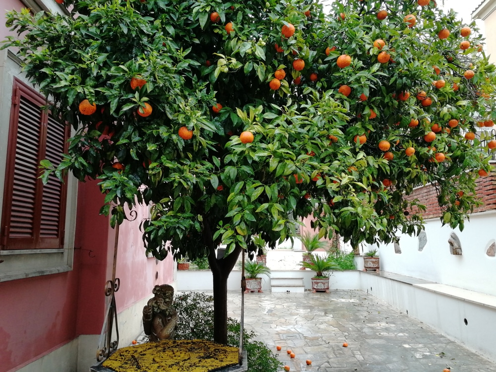oranges growing