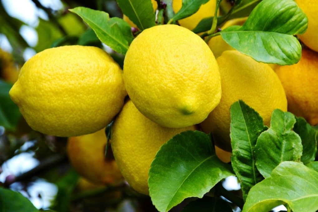 Where Do Lemon Trees Grow? - Garden.eco