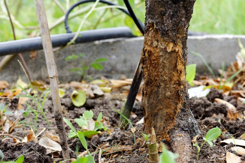 Avocado Tree Diseases Tips On Identification And Control