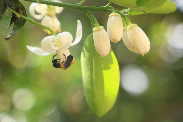 Orange Tree Flowers » Top Facts