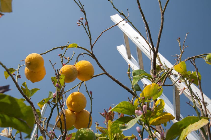 Lemon Tree Losing Leaves » Tips on Causes & Solutions